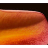 Colour Me Coral EDP - For Her