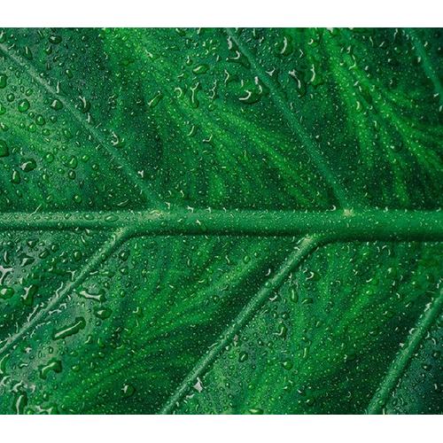 Colour Me Dark Green EDP - For Him