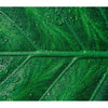 Colour Me Dark Green EDP - For Him